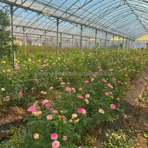 Achat Bâche UV Plastique <span class=keywords><strong>Pour</strong></span> <span class=keywords><strong>Serre</strong></span> Verticale Chaleur Plastique <span class=keywords><strong>200</strong></span> Micron Agriculture Couverture Tissu Philippines - Product Image 2