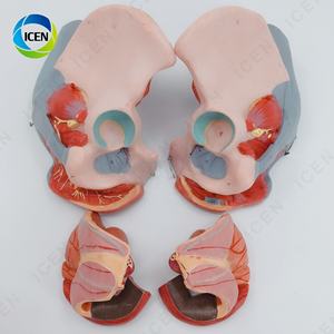 IN-M6 Pelve feminina modelo médico destacável com nervos do músculo do assoalho e genitais para demonstração e estudo da educação - Product Image 4