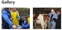 Test de grossesse numérique pour chèvre, mouton, vache, échographie vétérinaire Kaixin KX5200