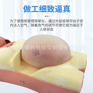 Modèle avancé d'examen de grossesse assisté par ordinateur, méthode de palpation obstétricale en quatre étapes, auscultation du rythme cardiaque fœtal - Product Image 2