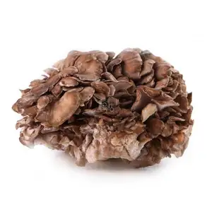 Maitake Mushroom Extract Fruiting Body Polysaccharide 30% Grifolafrondosa Extract
