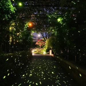 Luz Láser Móvil con Efecto Luciérnaga para Copas de Árboles, Hoteles, Parques Escénicos, Resorts y Proyectos de Experiencias Nocturnas al Aire Libre - Product Image 4