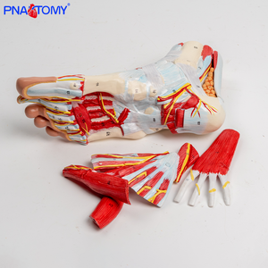 Modèle anatomique en neuf parties des ligaments neurovasculaires en plastique du pied <span class=keywords><strong>humain</strong></span> et de la jambe inférieure de l'articulation de la cheville - Product Image 6