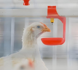 Nuevo Sistema <span class=keywords><strong>de</strong></span> Bebederos Tipo H para Aves <span class=keywords><strong>de</strong></span> Corral con Bebedero <span class=keywords><strong>de</strong></span> Tetina, Alimentación y Agua Automáticas, Acero Inoxidable y Plástico PP - Product Image 1