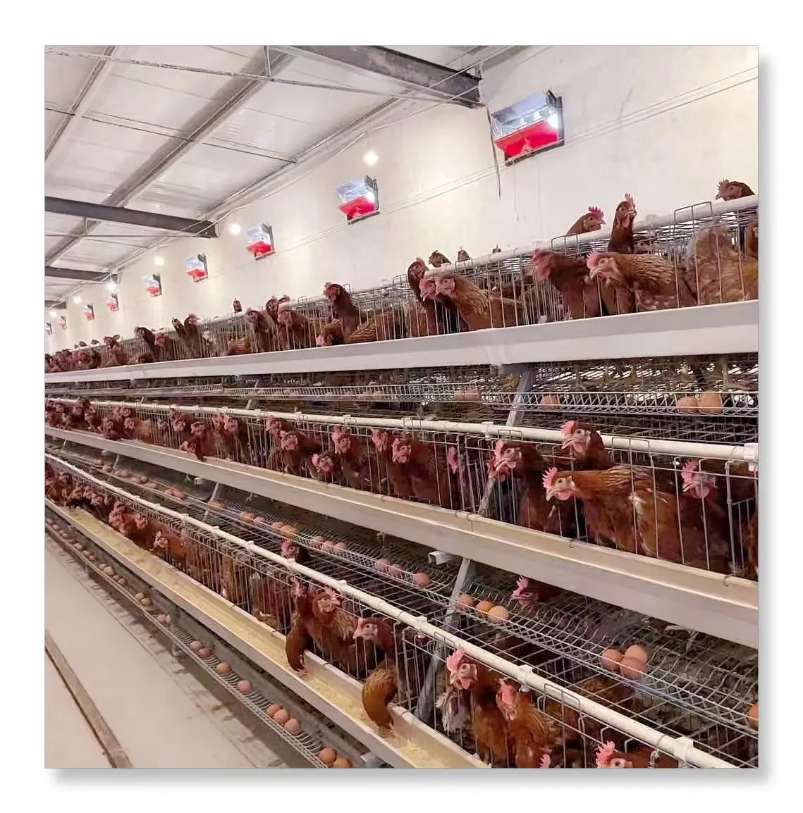 Otomatik kümes hayvancılığı modern döken sistemi hayvan kafesi için A tipi yumurta tavuk tabakası