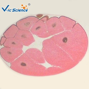 Éducatif biologique enfants <span class=keywords><strong>microscope</strong></span> lames préparées histologie orale microbiologie laboratoire préparé lame spécimen de <span class=keywords><strong>paramécie</strong></span> - Product Image 4