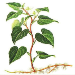 Высококачественный экстракт Houttuynia из листьев сердца - Product Image 2