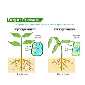Agrinorm EC DOWN Reductor de Sal Profesional, Eliminador de Toxicidad Salina, Promotor del Crecimiento, Alivia Rápidamente el Retardamiento y la Clorosis de las Plántulas - Product Image 2