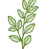 Matrice de découpe et d'embossage en fer motif feuille Modèle XM0162 pour l'art du papier fait main DIY Origine Chine Emballage individuel