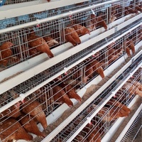 Cage de poulet en aluminium de chine, 96 tortues, convient à la volaille
