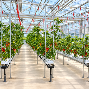 Serre de pépinière Skyplant en polycarbonate de grande taille, structure multi-voûtes, ventilation, refroidissement, ombrage, irrigation, production de semis - Product Image 2