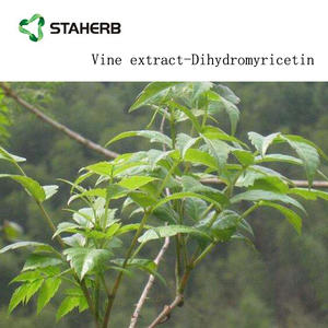 Asma çay ekstresi dihidromyricetin <span class=keywords><strong>98</strong></span>% Myricetin tozu - Product Image 4