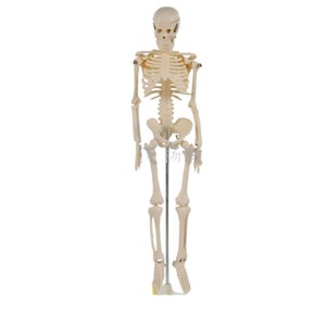 Modelo Esquelético Infantil 39051, Modelo Esquelético Humano Completo, Instrumento de Enseñanza, Modelo Biológico, Modelo Médico - Product Image 3