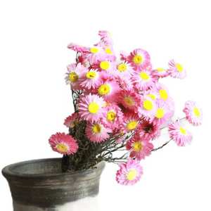 DFF08 Petit Hélichrème <span class=keywords><strong>Bracteatum</strong></span> Séché Très Populaire pour la Décoration Maison/Mariage/Parc/École/Fête - Product Image 5