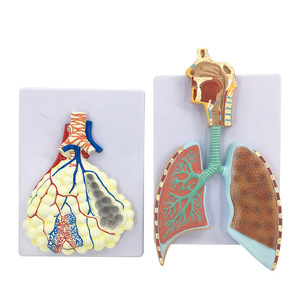 Modèle médical en relief agrandi de l'anatomie du système respiratoire humain, du tissu alvéolaire, des cavités nasale et orale. - Product Image 1