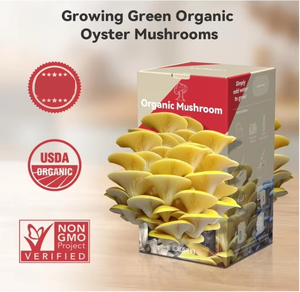 Organic Golden Oyster <strong>Mushroom</strong> <strong>Grow</strong> <strong>Kit</strong> Includes Spray for Home Harvest Fresh <strong>Mushrooms</strong> Grown in Premium Bags - Product Image 6