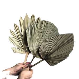 اعثر على مروحة سعف النخيل الواقعية والمثالية للديكور Online Customization Products Alibaba Com اعثر على مروحة سعف النخيل الواقعية والمثالية للديكور Online Customization Products Alibaba Com