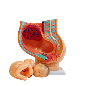 Modèle de fœt de <span class=keywords><strong>neuf</strong></span> <span class=keywords><strong>mois</strong></span> avec <span class=keywords><strong>grossesse</strong></span> dans le bassin, modèle d'accouchement - Product Image 3