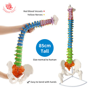 Modèle de colonne vertébrale pour l'enseignement de la rééducation osseuse, squelette humain médical, modèle de colonne vertébrale humaine flexible grandeur nature adulte 1:1 - Product Image 5