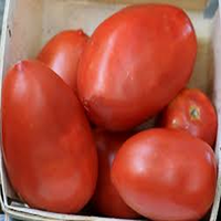 Maanster Hybride Rode Langwerpige Tomatenzaadjes. Plantmateriaal Hoge Opbrengst Variëteit 99,9% Zuiverheid 2 Jaar Houdbaarheid voor Commercieel Gebruik
