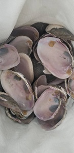 Hến hồng vỏ sò hồng tự nhiên - Product Image 4