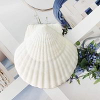 16 coquillages marins pour travaux manuels, 3-4 pouces, coquilles Saint-Jacques blanches