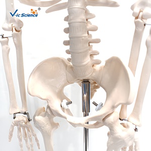 Esqueleto <span class=keywords><strong>Humano</strong></span> a Medio <span class=keywords><strong>Cuerpo</strong></span> de 85 cm con <span class=keywords><strong>4</strong></span> Curvaturas y Articulaciones Móviles para Entrenamiento Ortopédico, con Certificaciones CE, ISO, ROHS y CNAS - Product Image 5