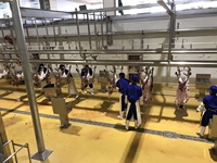 Machine d'abattage de moutons/chèvres