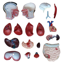 Modelo Anatómico de Torso Masculino de PVC Educativo de Tamaño Real, Esqueleto de Grado Médico Preciso de 85 cm para Entrenamiento Médico
