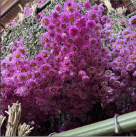 Vente en gros d'arrangements de fleurs naturelles, bouquet de marguerites roses séchées, rhodanthe