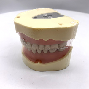 Modèle de dents d'étude HST-A5-01 type BF, modèle de bouche complète avec 28 dents, gencives souples, fixation par vis, sans articulateur - Product Image 5
