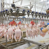 Plan d'affaires d'aménagement d'un mini abattoir à petite échelle et conception d'une usine de transformation de poulets de volaille