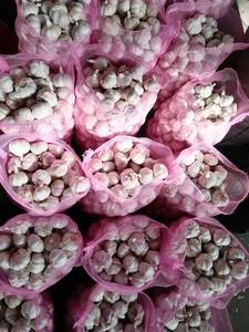 Ajo a granel <span class=keywords><strong>Comprar</strong></span> Precio al por mayor Proveedor de ajo de China para el mercado de Guyana - Product Image 6