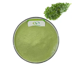 Haccp New product Food Grade Free sample natural freeze dried kale juice powder greens powder