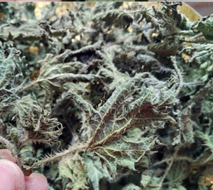 Thé de feuilles d'<span class=keywords><strong>ortie</strong></span> séchées en tranches de qualité supérieure - Product Image 2