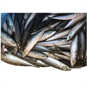 Saury del Pacífico Congelado a Granel, Tamaño Pequeño 3, Material Crudo Capturado en el Campo para Fábricas de Enlatado y Procesamiento de Snacks en el Sudeste Asiático - Product Image 1