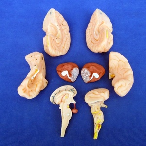 Chất lượng cao Bộ não con người mô hình 8 bộ phận, giải phẫu giảng dạy y tế trình diễn công cụ - Product Image 3