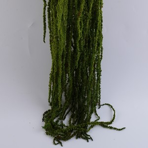 Amaranto Caudatus Verde Natural de EE. UU., Amaranto Colgante, Flores Secas para Decoración de Bodas y Ramos - Product Image 2