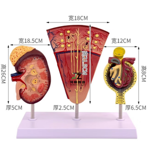 Modèle d'anatomie humaine de haute qualité du rein et du néfroome gloméral - Product Image 2