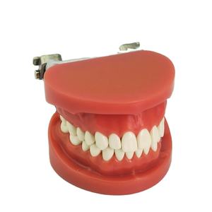 दंत दांत मॉडल/सिखाने मॉडल/दंत typodont - Product Image 1