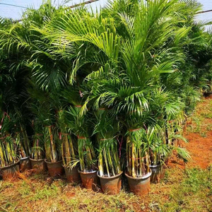 Palmeras Ornamentales Dypsis <span class=keywords><strong>Lutescens</strong></span> Naturales de Primera Calidad Directo de Fábrica, Bonsái de Areca para Decoración de Interiores, Dypsis <span class=keywords><strong>Lutescens</strong></span> - Product Image 6
