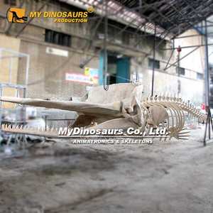 My Dino Squelette Cachalot à suspendre pour exposition - Product Image 3