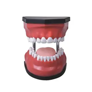 LHN05 Zahnpflege-Lehr modelle Standard modell für menschliche Zähne Zahnbürsten modell zum Studieren
