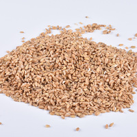 Grosir Fu Xiao Mai Bahan Berkualitas Tinggi dari Cina Varietas Fructus Tritici Levis Lengkap