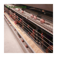 Nouvelles cages à poules pondeuses automatiques en acier galvanisé de type A, cages à volailles à 3-8 niveaux, durée de vie de 15-20 ans, marque Tianrui