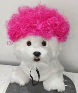 Peluca para mascotas, suministros para perros, accesorios para mascotas, pelo rizado, pelo liso, peluca para gatos - Product Image 1
