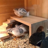 Nichoir amovible à 2 niveaux en bois massif pour hamsters, lapins et poulets