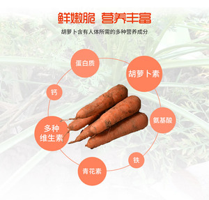 Semis de carottes nutritifs, idéaux pour la décoration des jardins fleuris et des cours, choix idéal pour le jardinage à domicile - Product Image 5