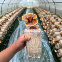 Meilleur Prix Poudre de Spores de Reishi Rouge Extrait de Reishi à Mur Cellulaire Brisé Ganoderma Lucidum Qualité Alimentaire Boîte de 1kg