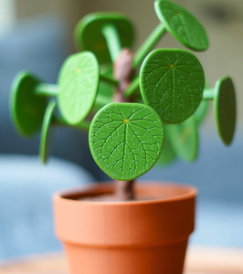 Prix usine Hot-sale Money Tree Dinner Décidé de décorer des feuilles de bonne qualité de l'arbre d'argent détermine le dîner - Product Image 6